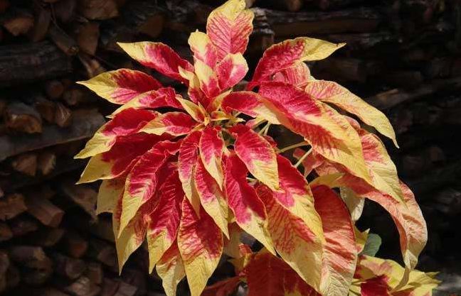 此花硕大深红的花朵给人感觉像一盆温暖的炉火象征着炽热的爱