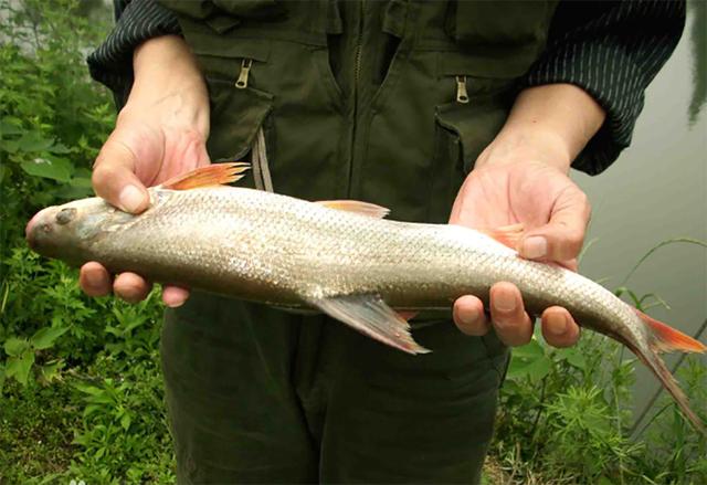 记住它的外貌,别认为它是小杂鱼了,目前600一斤,3年才长9厘米