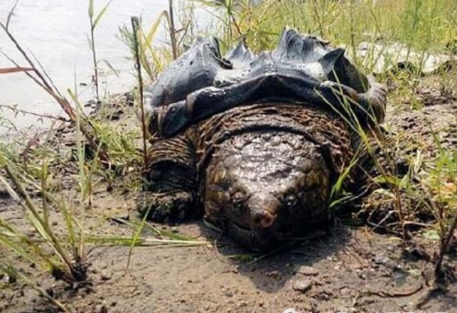 小伙抓到奇怪大乌龟打算卖掉旁人建议煮来吃