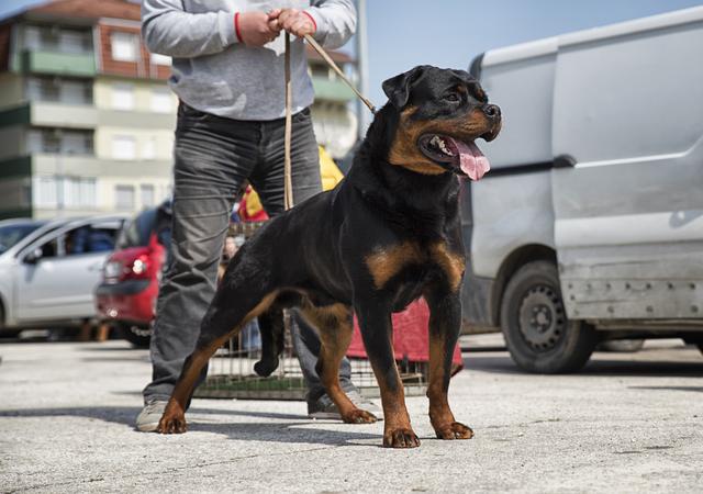 罗威纳犬为什么能成为警犬这5个原因让人无法反驳