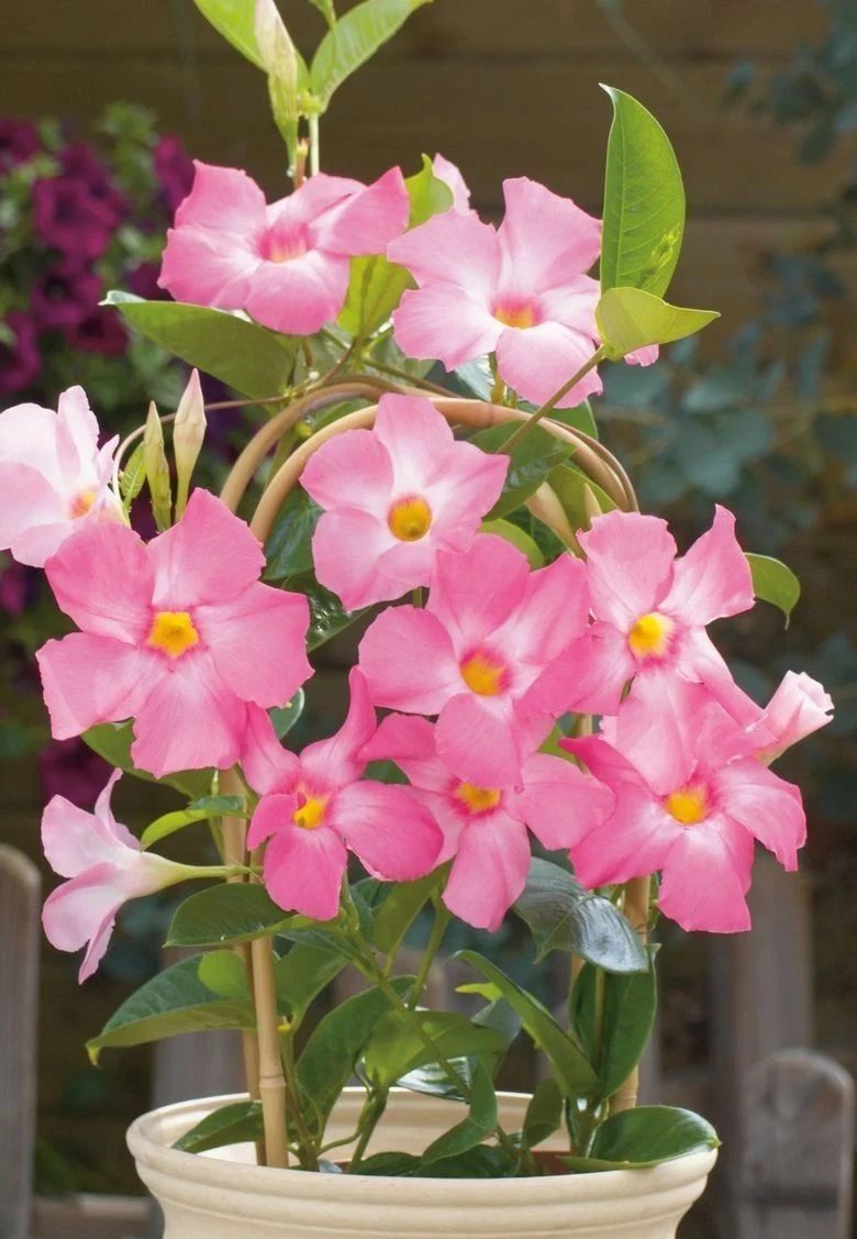 室内有阳光也能养开花的爬藤花卉看你家适合哪种都有详细介绍