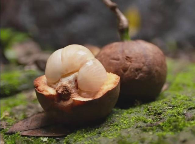 香波|水果|榴莲_新浪新闻