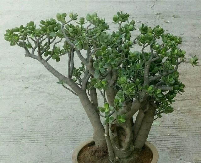 玉树修剪造型,做好5个要点,一年长成老桩盆景!