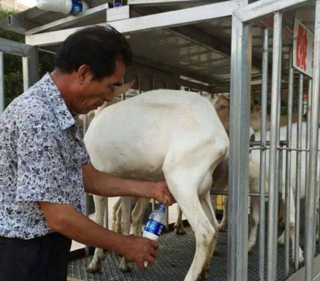 农村大哥竟用这种方式卖鲜奶,走过的人无不拍手称绝|羊奶|大哥|农村