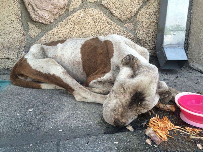 小狗一身伤病,差点饿死街头,神奇的事发生了,竟然胖成了土肥圆