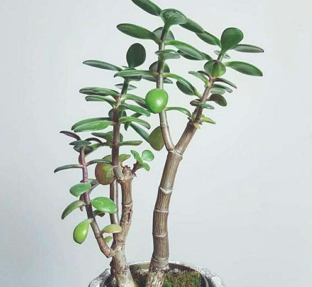 玉树修剪造型,做好5个要点,一年长成老桩盆景!