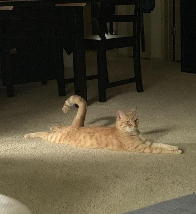 同样是一条腿为什么一只猫可以这么细这么直