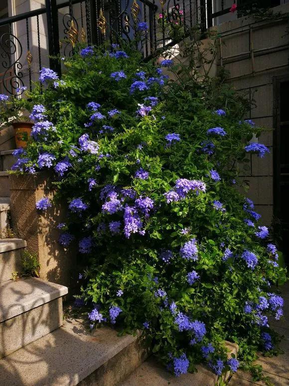 阳台盆栽蓝雪花,3个月爬满墙,开出一面蓝花墙,清爽又养眼