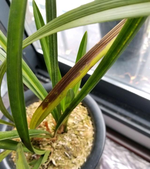 兰花在夏季一直黄叶枯叶剪了又黄叶铺的青苔太保湿烂根