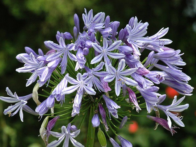 此花所代表的是多子多福,有着很吉祥的名字,是很美的花