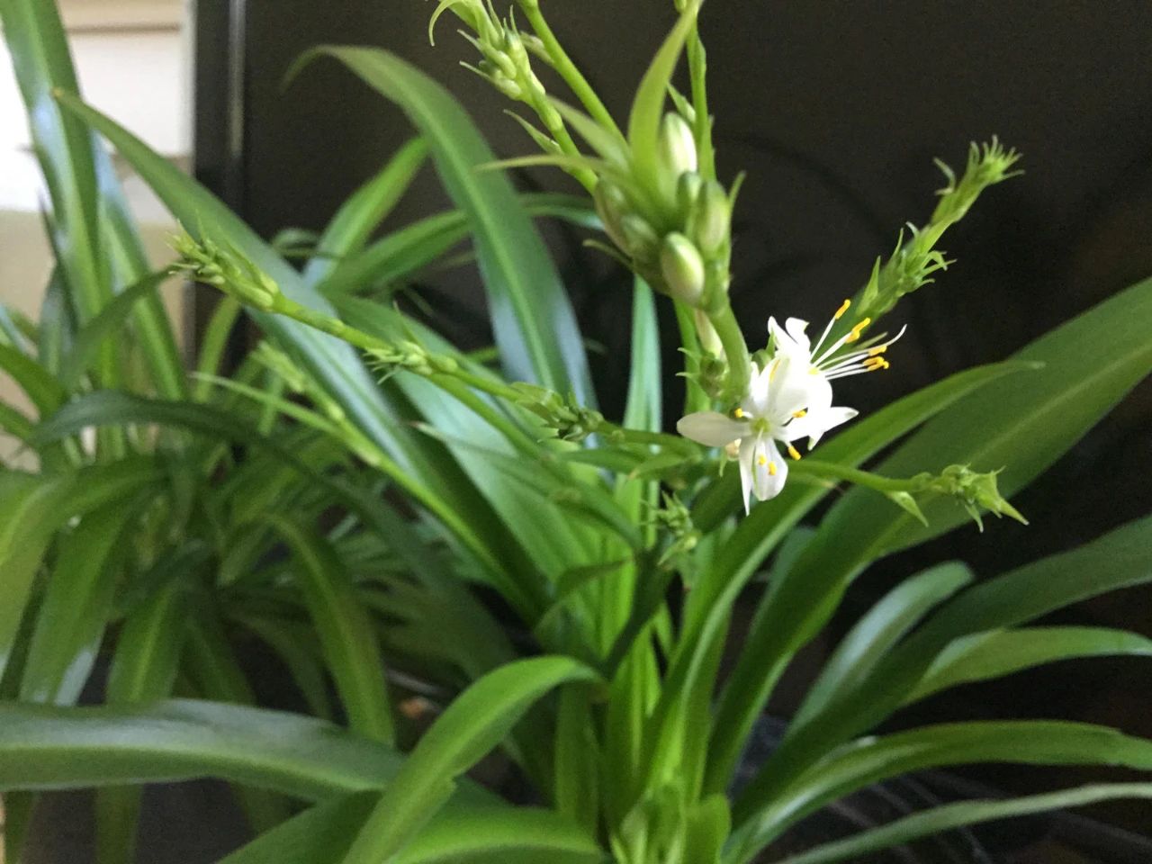 室内的吊兰开花就带来好运怎么才能让它开花呢