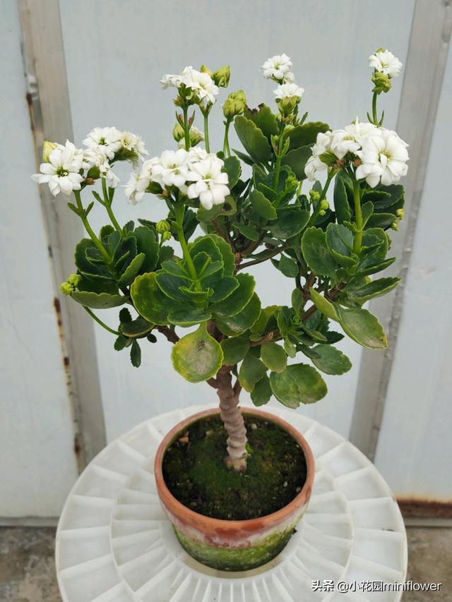 长寿花老了不开花用好3招老桩照样爆开满盆花越看越有味道