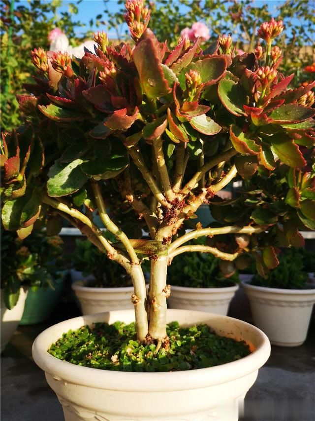 长寿花老了不开花用好3招老桩照样爆开满盆花越看越有味道