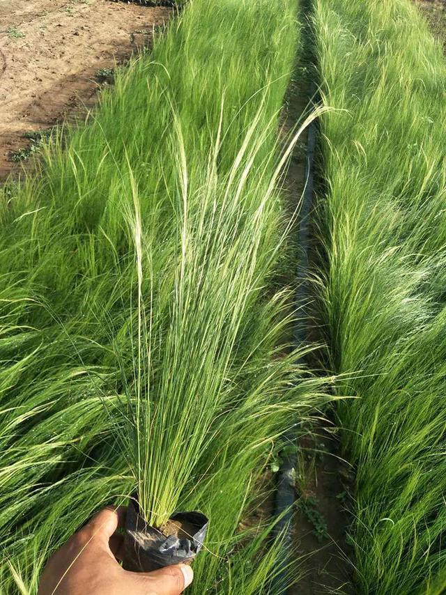 有了小花园后不能没有马尾草,随风飘荡,非常的逍遥|马尾草|花园|植物