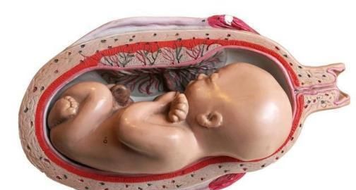 但其实在胎儿满37周以后就算足月了,自然而然,39周的胎儿已经足月