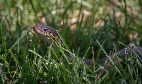 东北历史150长白山里的棒槌鸟为啥被人们叫做催命鸟