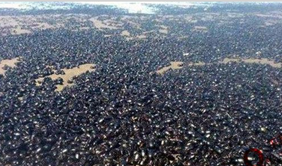 海滩出现黑压压大片怪物,游客直呼全身鸡皮疙瘩全起