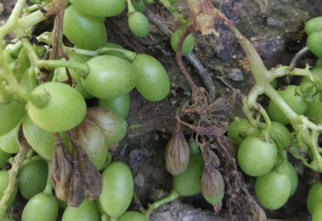 葡萄白腐病高峰期已至不可不防