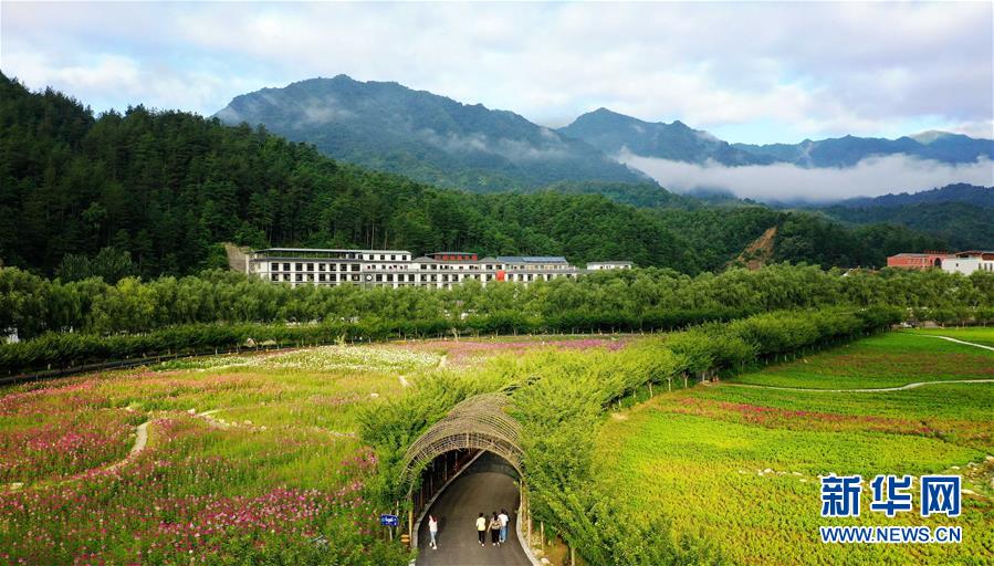 近日,陕西省汉中市留坝县金水湾花海的各类鲜花次第绽放,绚丽缤纷.