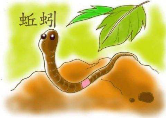 蚯蚓为什么会有再生能力科学家发现超强基因人类能利用上它吗