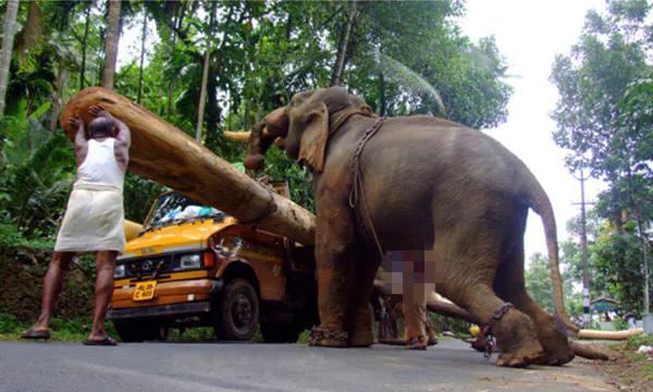 当地大象都是职业搬运工此习俗流传多年网友却称太残忍