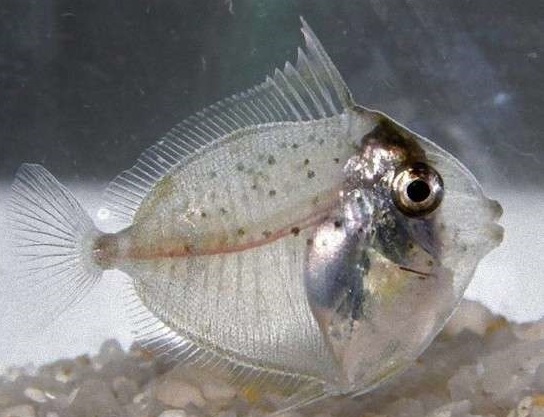 网友分享浑身透明的小鱼,大家纷纷评论是上帝的礼物