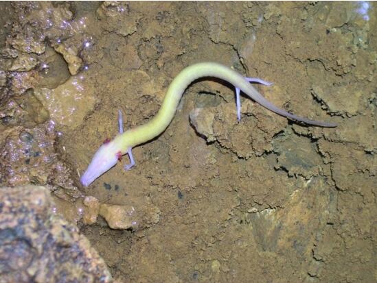 长得很像龙的它,只生活在洞穴里,没有脊骨全身柔软身无鳞片