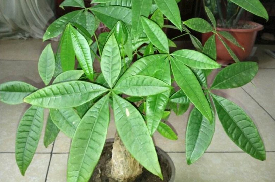 家里养发财树,不小心犯3种错误,植株出现黄叶烂根