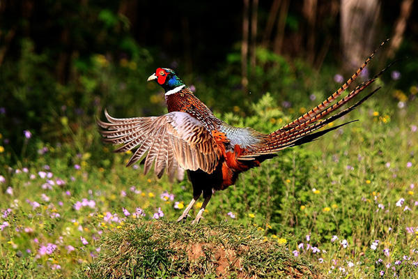 农村山里的"野凤凰",色彩绚烂,最接近凤凰原型