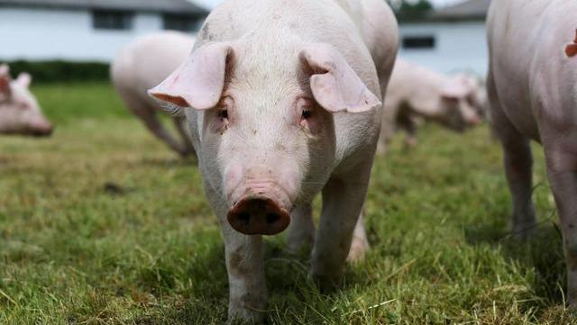 下半年猪价走势如何,老猪农这番话,值得多数养猪人借鉴|猪价|母猪|老
