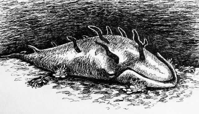 鲸落形成了一个什么样的海洋生态系统?如果没有鲸落会怎么样?