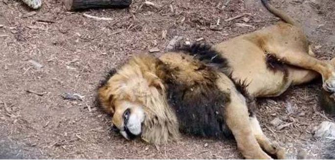 男子跳入狮园自称钢筋铁骨,结果最终他没死狮子却死了|小伙|动物园