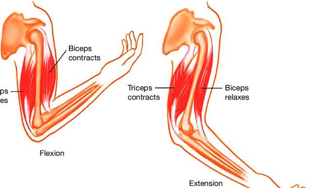屈肘動作主要由肱二頭肌,肱肌,肱橈肌參與完成,它們讓手臂進行不同