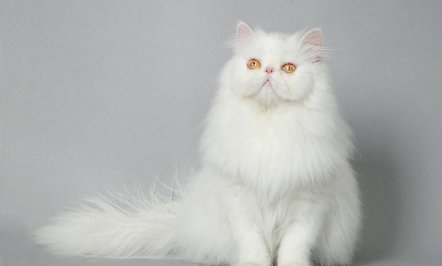 猫为什么不反群,波斯猫为什么不反群