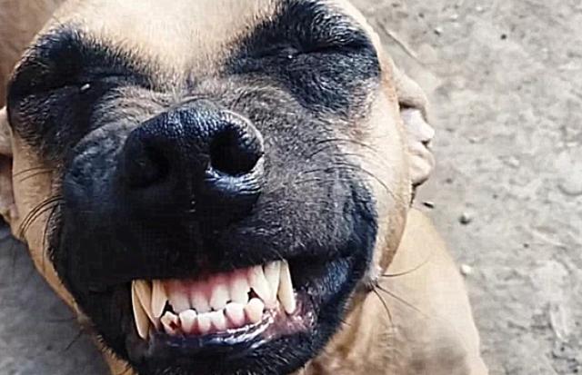 狗肉店买回一只狗狗,死里逃生后,开心地咧嘴大笑,重获新生