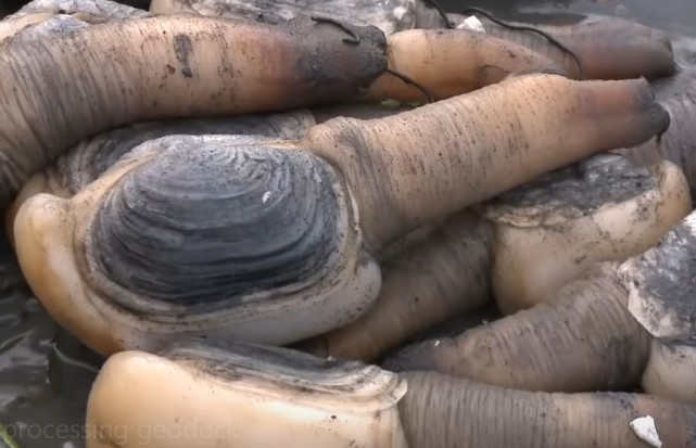 男子海边寻找洞穴,挖出来的东西看着就流口水