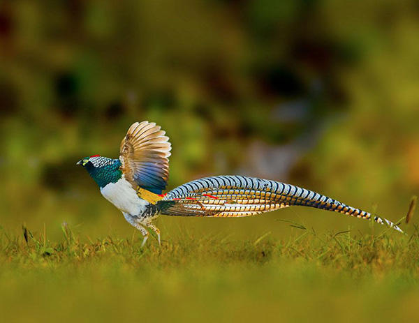 农村山里的"野凤凰",色彩绚烂,最接近凤凰原型