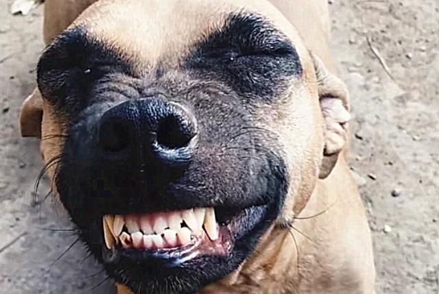 狗肉店买回一只狗狗,死里逃生后,开心地咧嘴大笑,重获新生