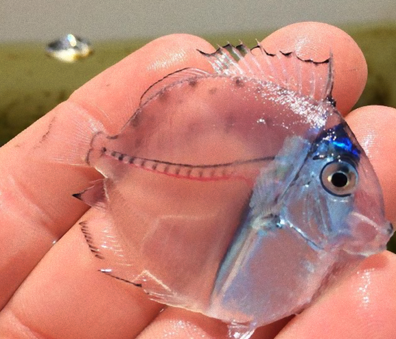 网友分享浑身透明的小鱼,大家纷纷评论是上帝的礼物