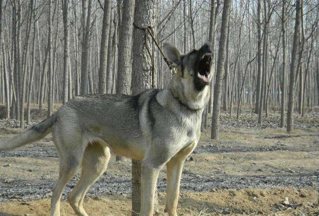 我国五大狼犬是哪五种为何只有这个品种能进部队