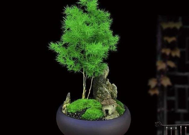 它是盆景中的仙品,借蓬莱仙岛之名,寓意平安幸福,好运连连