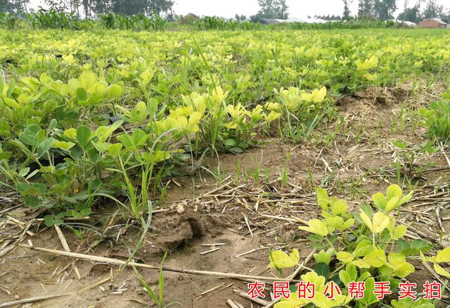 花生黄叶不知道啥原因,打了一遍杀菌剂效果不佳,可能不是病害