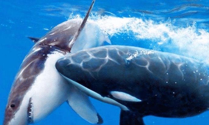 为何鲨鱼碰到了虎鲸后,就一动也不动,甚至被虎鲸撕咬也不反抗?