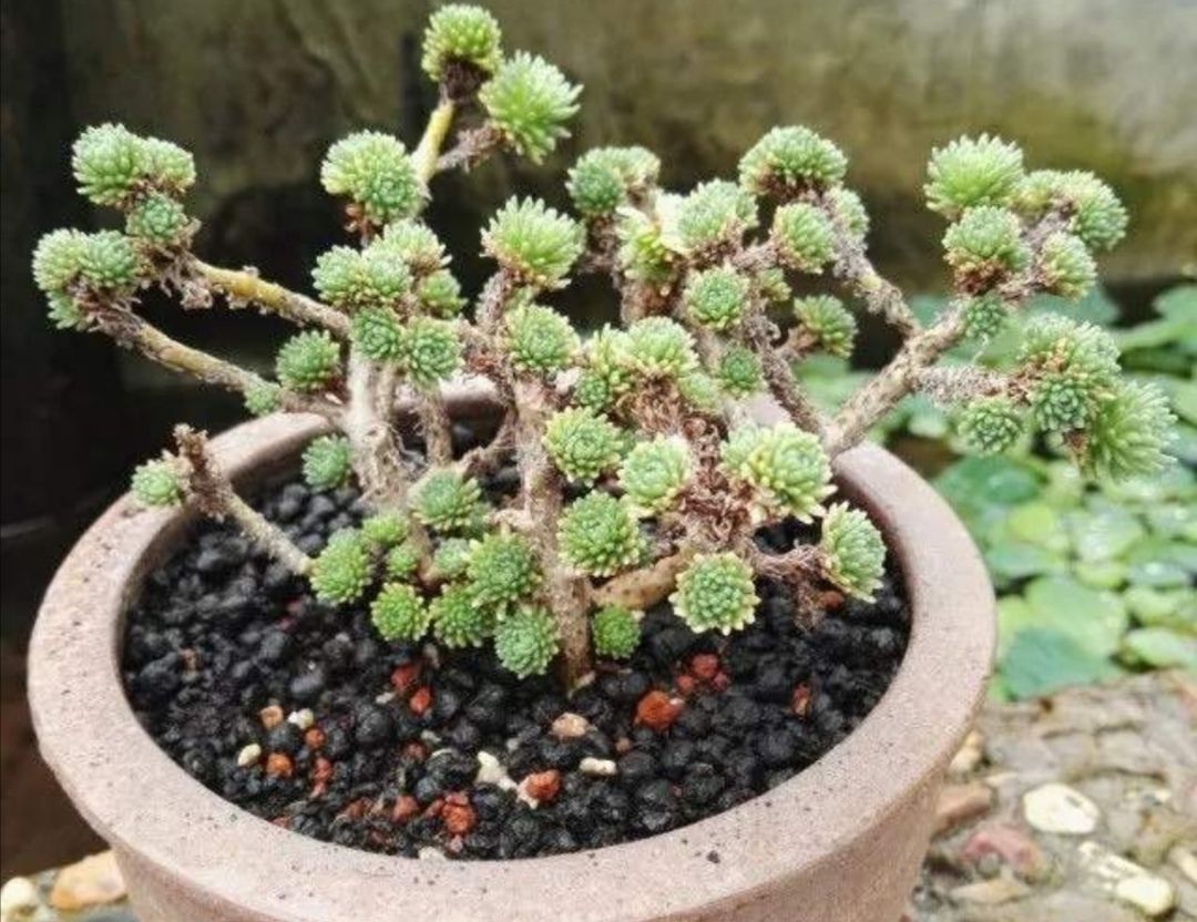 1种多肉植物株形紧凑矮小做成盆景更美观