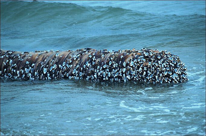 海上漂来巨型鼻涕状不明生物,看清后居民纷纷上前争抢