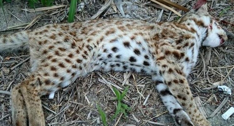 村民山上捡到一只死去的"野猫",专家说抓到人要坐牢