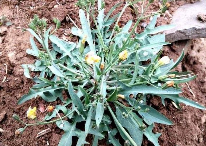 野菜的种类(野菜的种类及叫名称)