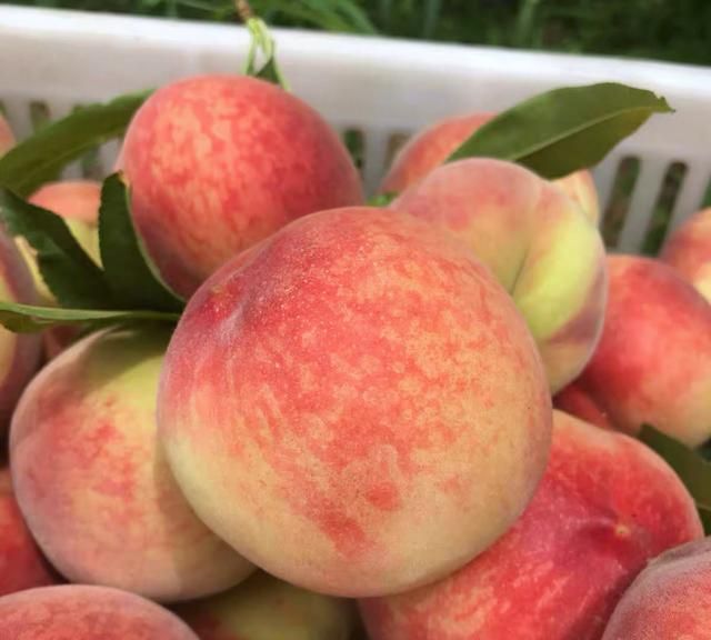 在我们这儿有一种桃子,个头很小,味道却非常好,甜中带一点