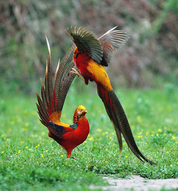 农村山里的"野凤凰",色彩绚烂,最接近凤凰原型|凤凰|原型|野鸡_新浪