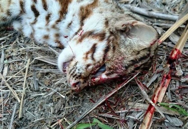 村民山上捡到一只死去的"野猫",专家说抓到人要坐牢